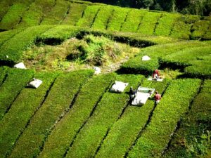 plantation de thé vert japonnais