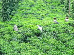 plantation de thé Oolong