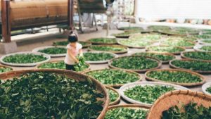 Préparation des feuilles de thé Oolong