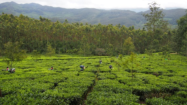 production de thé Assam