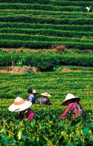 plantation de thé équitable
