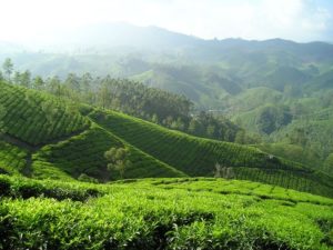 histoire de thé en Inde