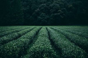 taux des pesticides dans le thé