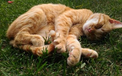 Fumer de l’herbe à chat ? (des effets similaire au cannabis?)