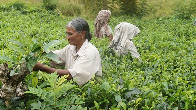 le thé du Sri Lanka