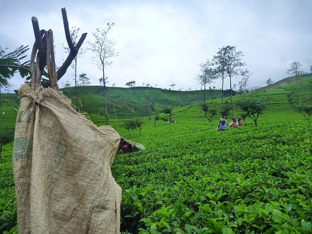 le thé du Sri Lanka (Ceylan)