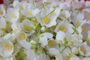 Thé blanc au jasmin : bénéfices et effets secondaires