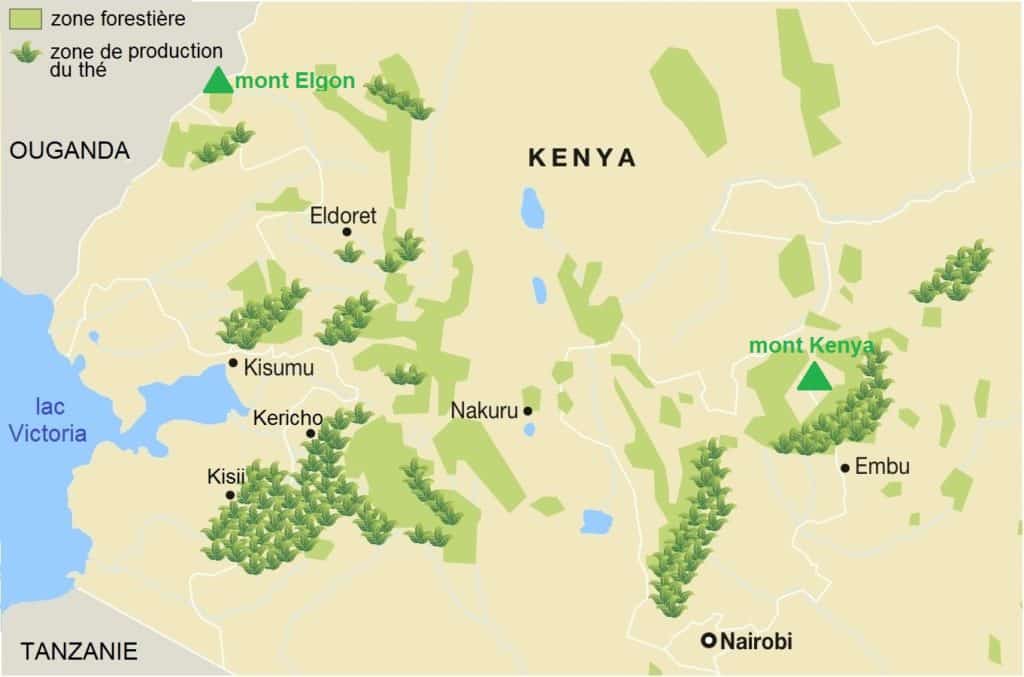 Thé du Kenya : Ce Que Vous Devez Savoir (en 2020)