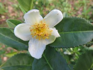  Camellia sinensis,