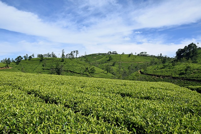 Le Thé Vert de Ceylan (Sri Lanka) : Bienfaits et Vertus