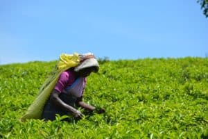 pays producteur thé