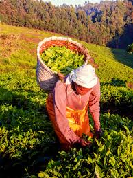 Top 10 des pays producteurs de thé 