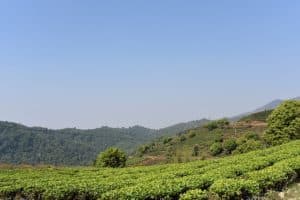 Guide du thé noir du Yunnan