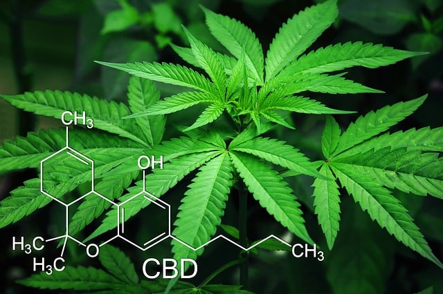 Causes et Effets de l’Abus de Marijuana à Haute Teneur en THC