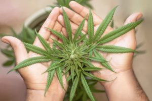 Causes et effets de l'abus de marijuana à haute teneur en THC