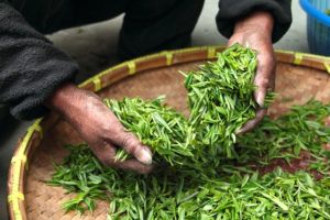 Préparation thé vert en feuilles