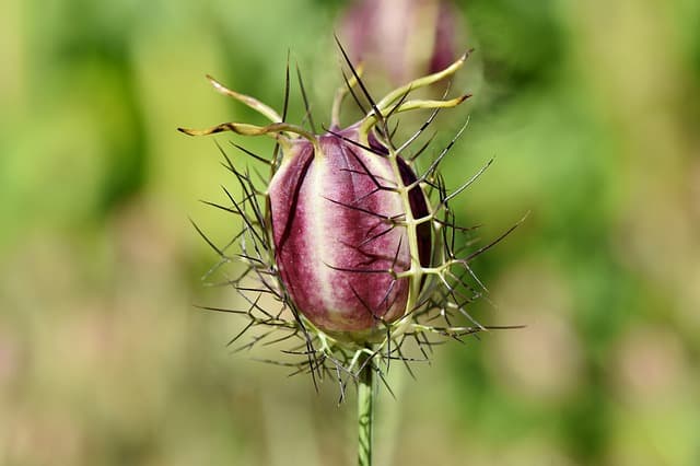 Infusion de Nigelle :Le Pouvoir de la Graine de Cumin Noir