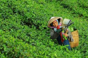 Culture du Thé en Chine