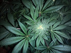 traitement TDAH avec marijuana