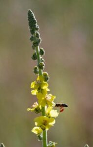 Plantes Fumables